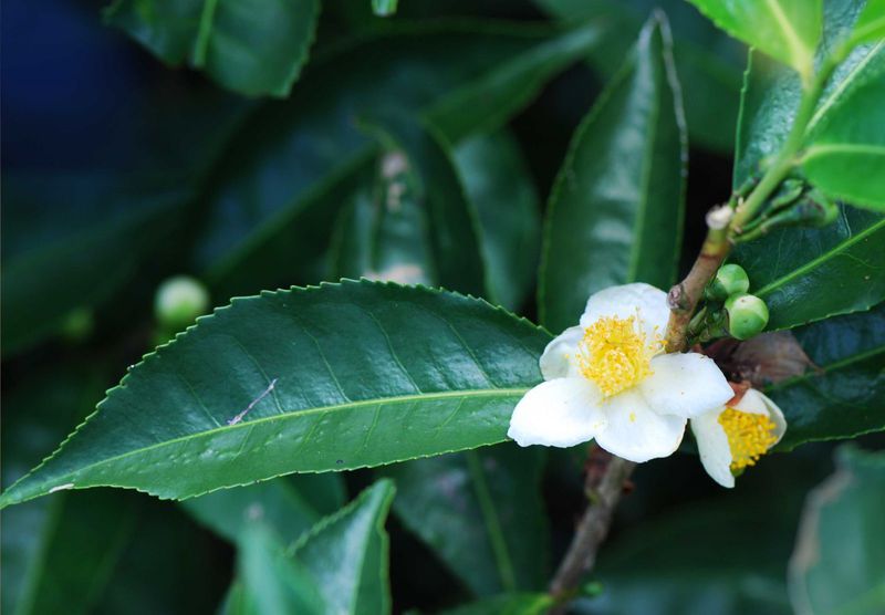 Camellia Sinesis which can be infused in hot water for drinking